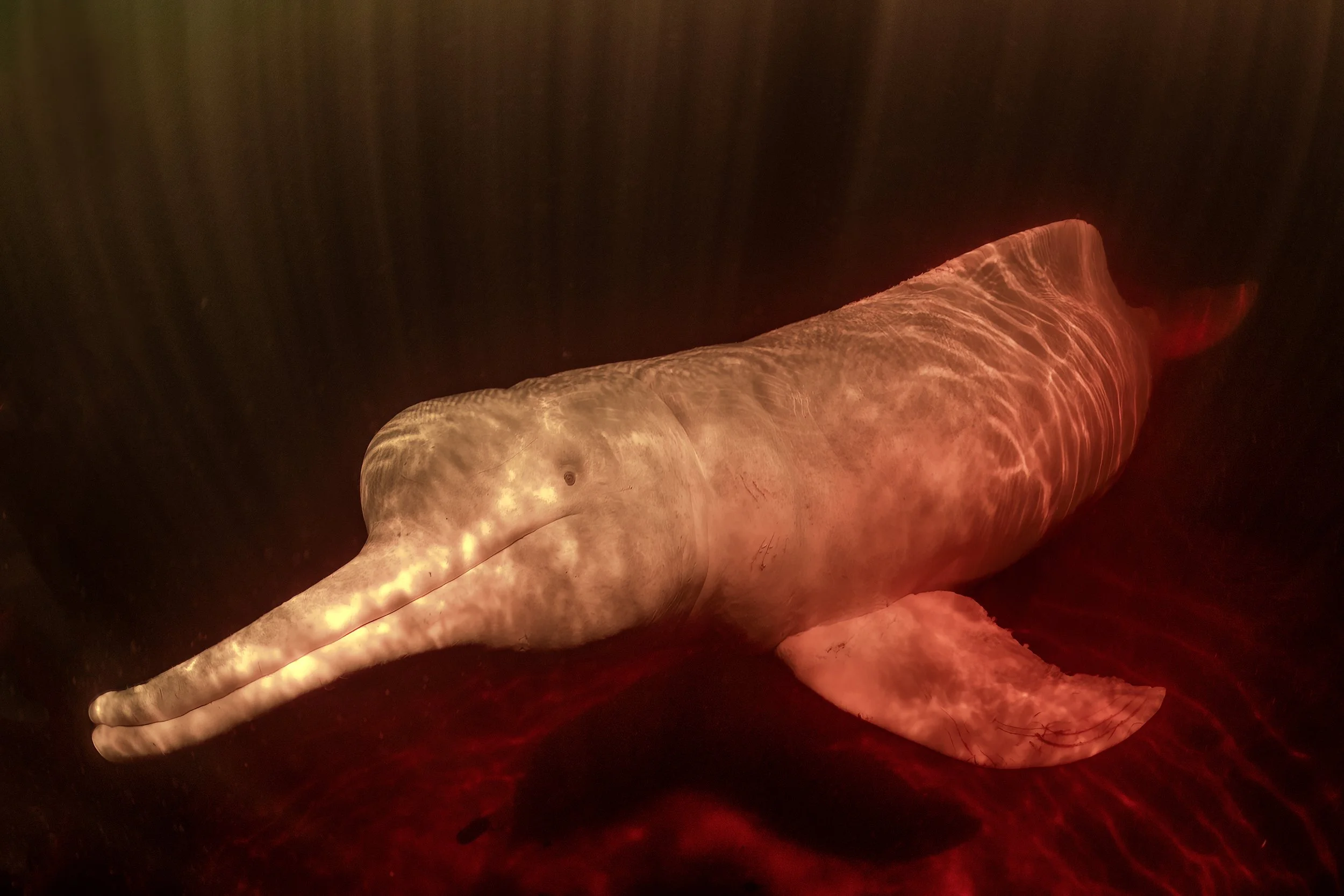 Swim with Pink River Dolphins – Amazon Boto Expedition Brazil